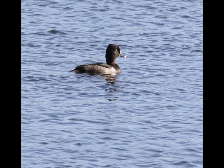 A great blue heron at Foss Reservoir in Framingham, photographed by Steve Forman.