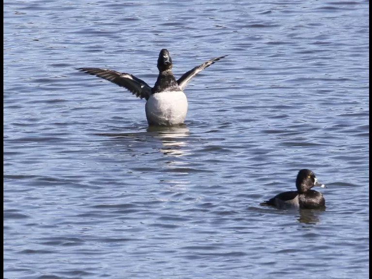 A great blue heron at Foss Reservoir in Framingham, photographed by Steve Forman.