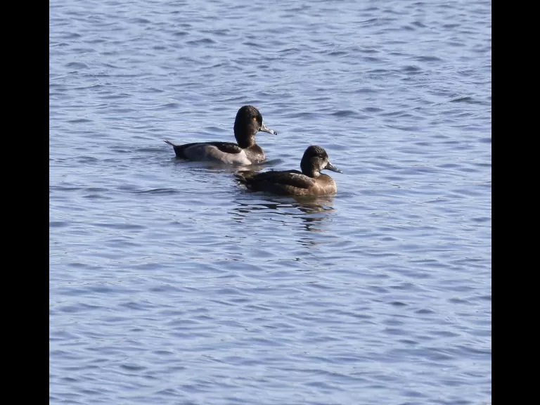 A great blue heron at Foss Reservoir in Framingham, photographed by Steve Forman.