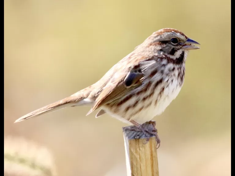 A house sparrow at Breakneck Hill Conservation Land in Southborough, photographed by Steve Forman.