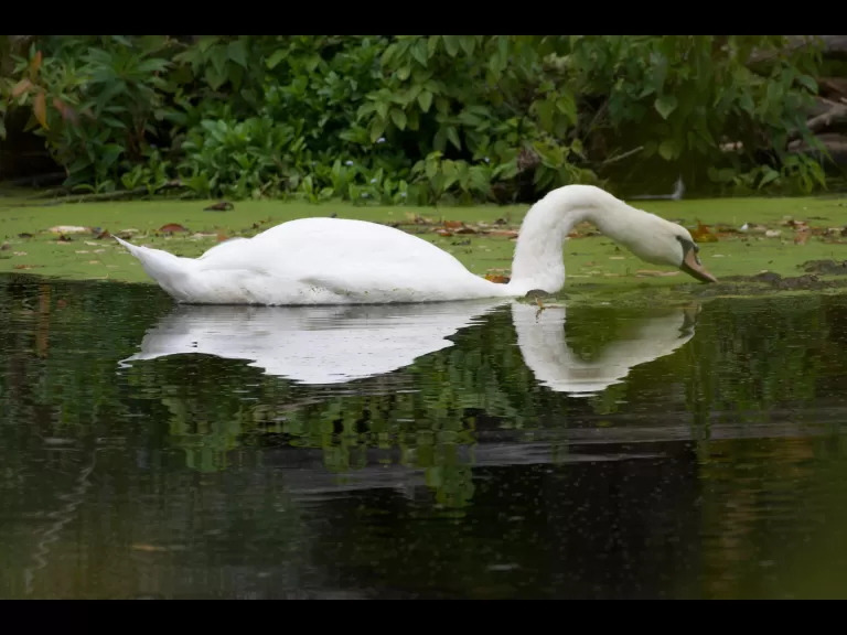 A mute swan in Maynard, photographed by Gail Sartori.