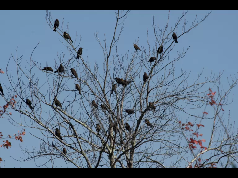 A Canada goose at Assabet River National Wildlife Refuge in Maynard, photographed by Gail Sartori.