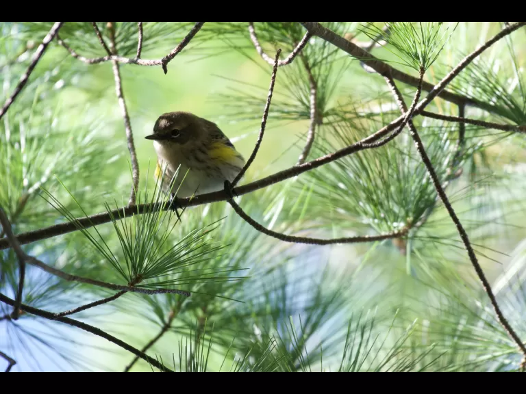 A Canada goose at Assabet River National Wildlife Refuge in Maynard, photographed by Gail Sartori.