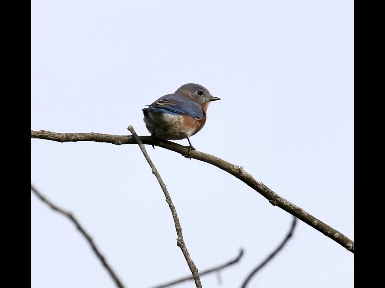 An eastern bluebird at Breakneck Hill Conservation Land in Southborough, photographed by Steve Forman.