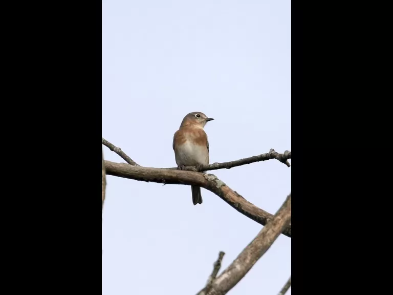 An eastern bluebird at Breakneck Hill Conservation Land in Southborough, photographed by Steve Forman.
