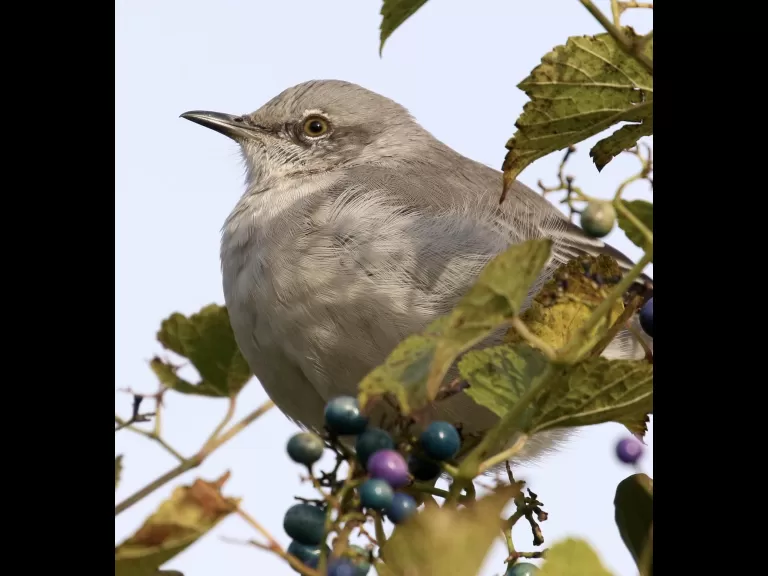 An eastern bluebird at Breakneck Hill Conservation Land in Southborough, photographed by Steve Forman.