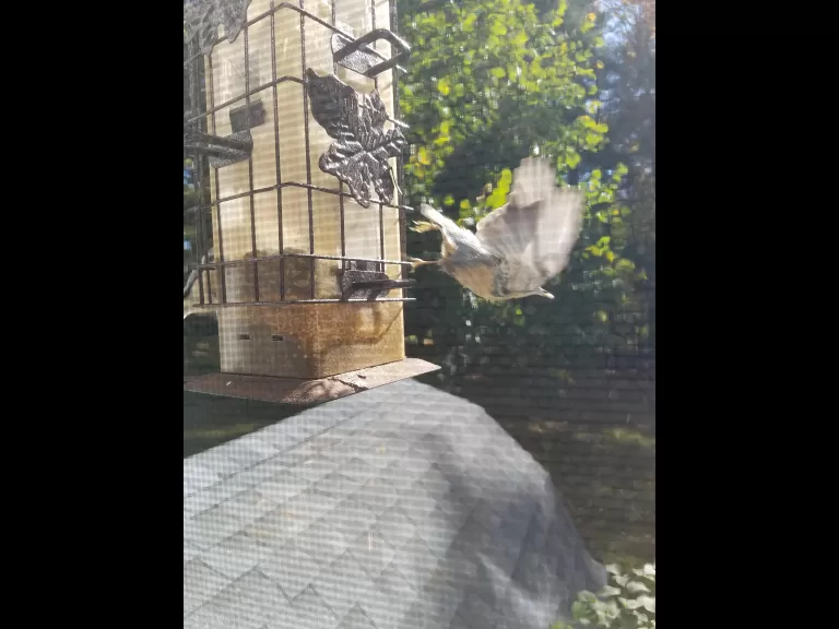 A red-breasted nuthatch in Northborough, photographed by Marnie Frankian.