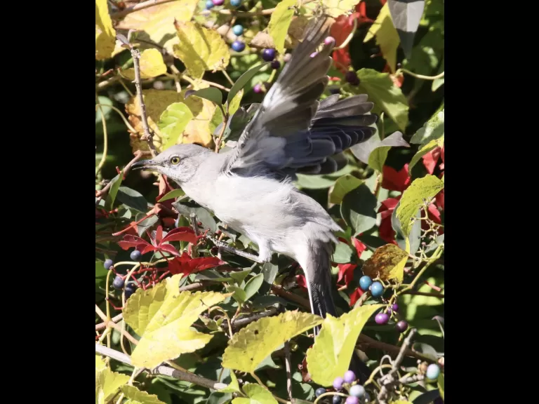 A northern mockingbird at Breakneck Hill Conservation Land in Southborough, photographed by Steve Forman.