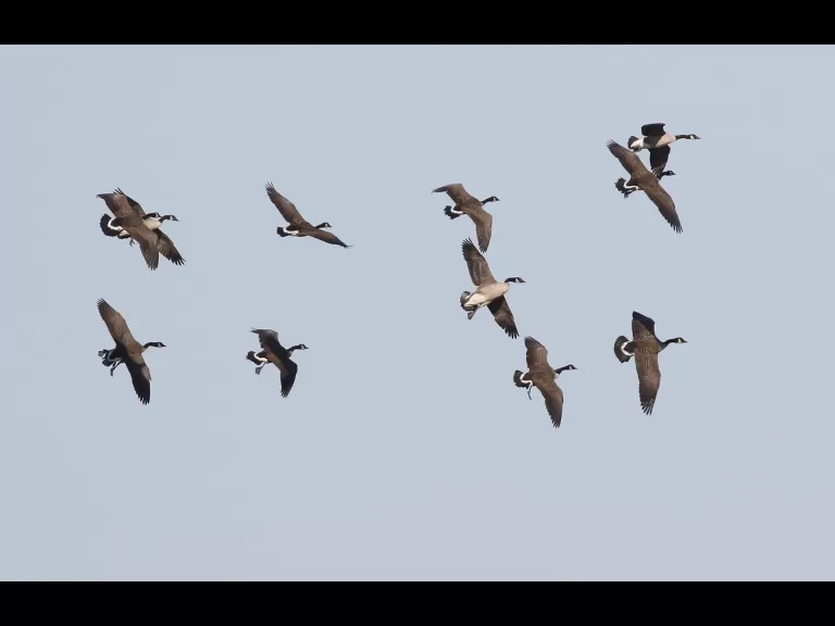 Canada geese at Great Meadows in Concord, photographed by Steve Forman.
