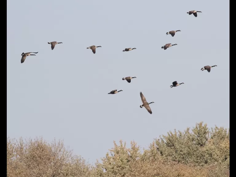 Canada geese at Great Meadows in Concord, photographed by Steve Forman.