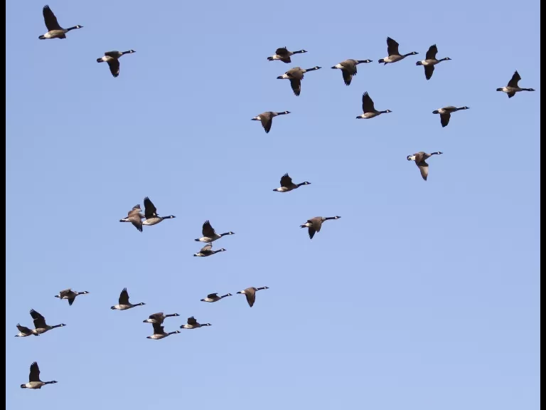 Canada geese at Great Meadows in Concord, photographed by Steve Forman.