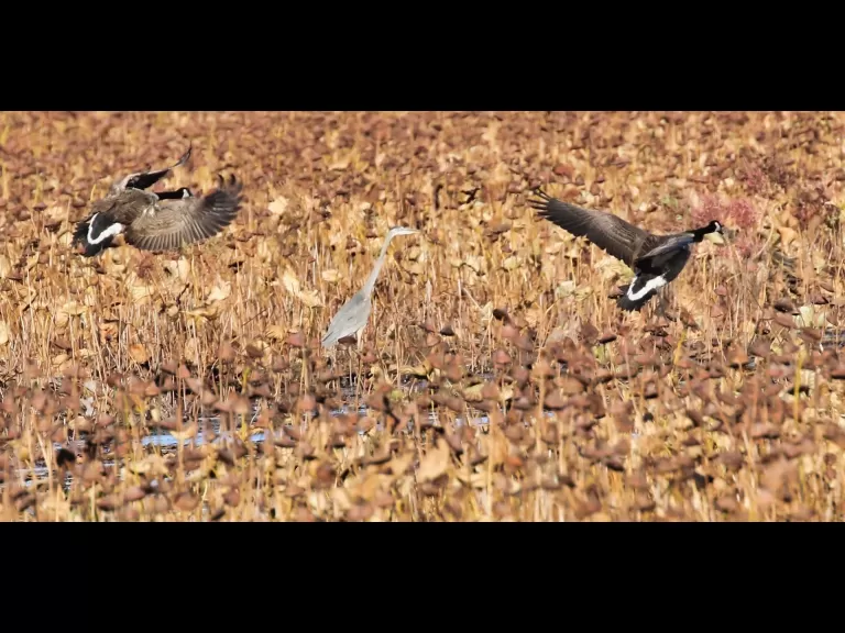 Canada geese at Great Meadows in Concord, photographed by Steve Forman.