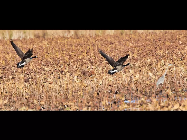 Canada geese at Great Meadows in Concord, photographed by Steve Forman.