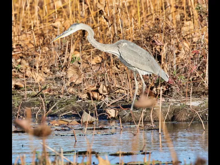 Canada geese at Great Meadows in Concord, photographed by Steve Forman.
