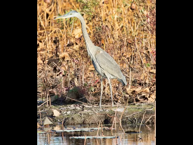 Canada geese at Great Meadows in Concord, photographed by Steve Forman.