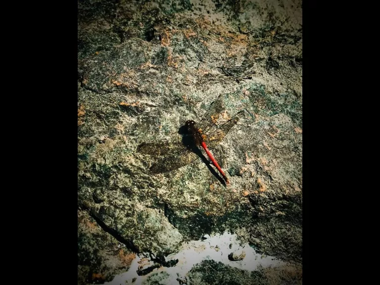 An autumn meadowhawk at Egg Rock in Concord, photographed by Carl Guyer.