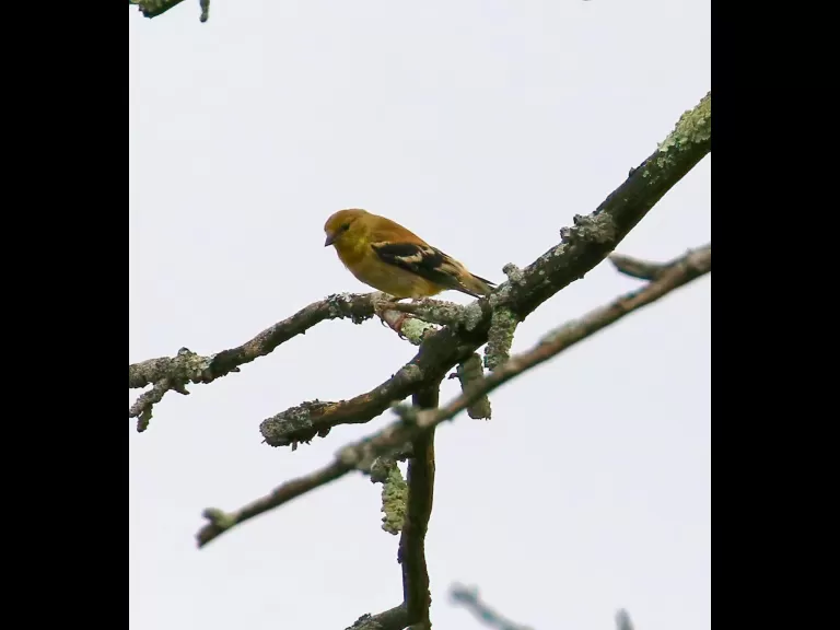 An American goldfinch at Breakneck Hill Conservation Land in Southborough, photographed by Steve Forman.