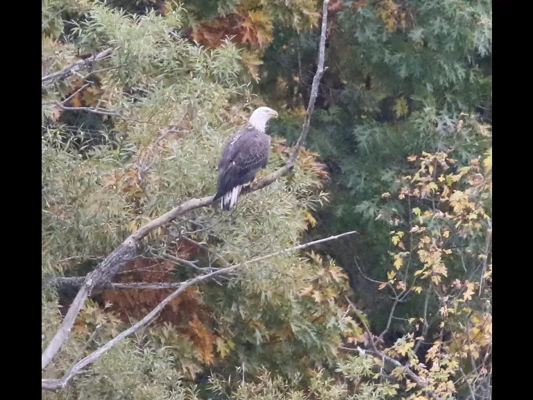 A bald eagle at Heard Pond in Wayland, photographed by Steve Forman.