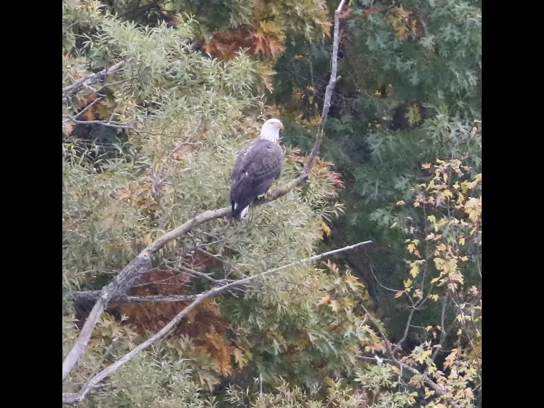 A bald eagle at Heard Pond in Wayland, photographed by Steve Forman.