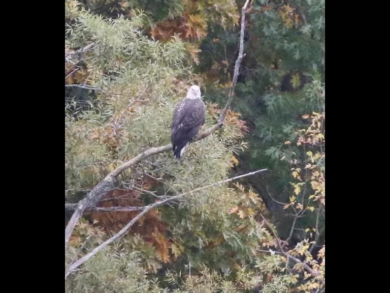 A bald eagle at Heard Pond in Wayland, photographed by Steve Forman.