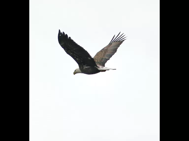 A bald eagle at Heard Pond in Wayland, photographed by Steve Forman.