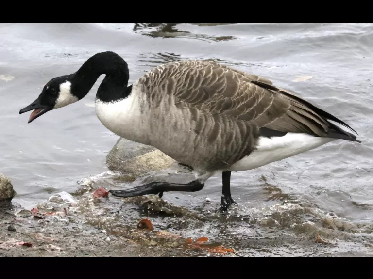 A Canada goose at Hager Pond in Marlborough, photographed by Steve Forman.