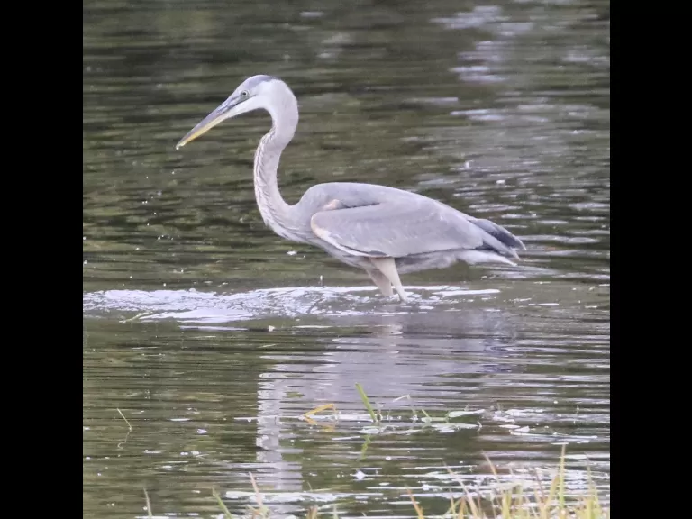 A bald eagle at Heard Pond in Wayland, photographed by Steve Forman.
