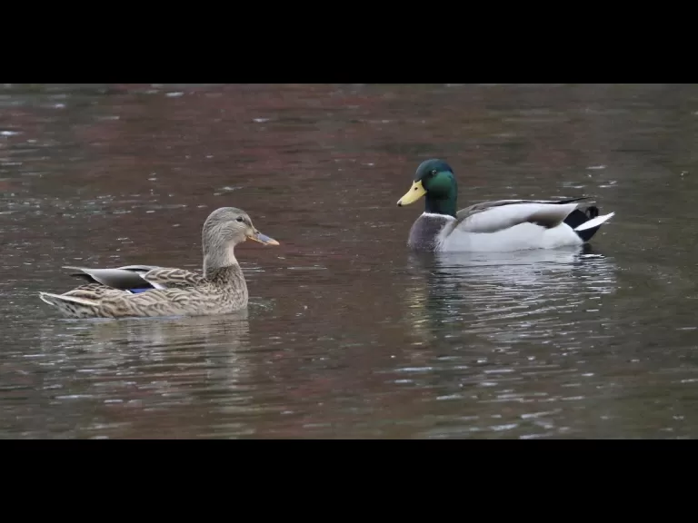 A Canada goose at Hager Pond in Marlborough, photographed by Steve Forman.