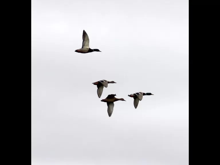 A Canada goose at Hager Pond in Marlborough, photographed by Steve Forman.
