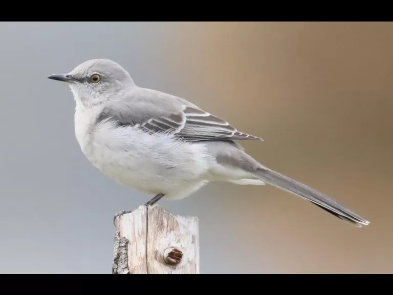 An American goldfinch at Breakneck Hill Conservation Land in Southborough, photographed by Steve Forman.
