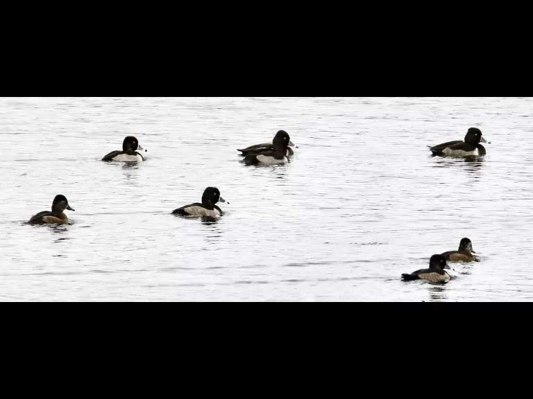 Ring-necked ducks at Foss Reservoir in Framingham, photographed by Steve Forman.