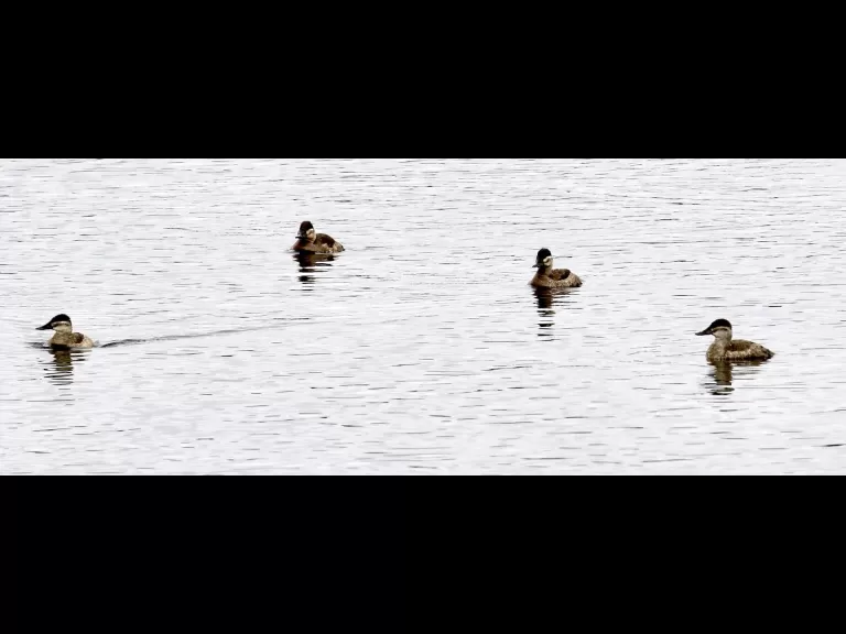 Ring-necked ducks at Foss Reservoir in Framingham, photographed by Steve Forman.