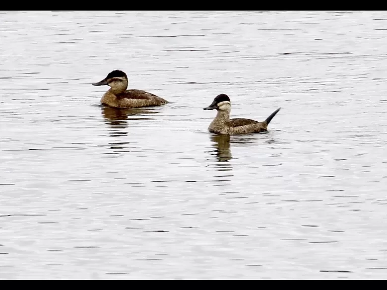 Ring-necked ducks at Foss Reservoir in Framingham, photographed by Steve Forman.