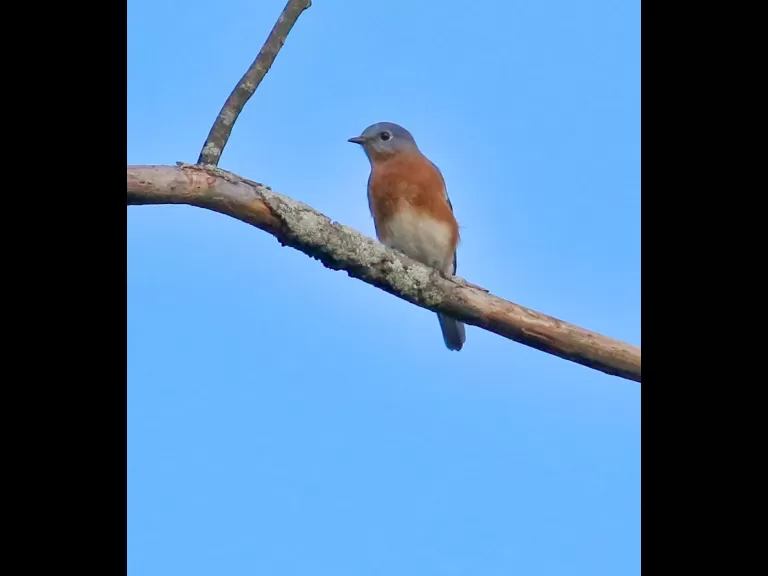 An eastern bluebird at Breakneck Hill Conservation Land in Southborough, photographed by Steve Forman.
