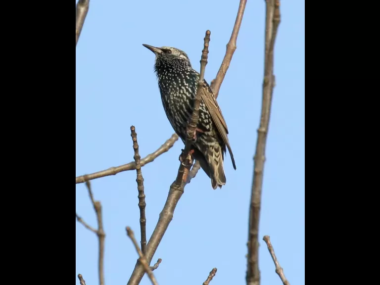 An eastern bluebird at Breakneck Hill Conservation Land in Southborough, photographed by Steve Forman.