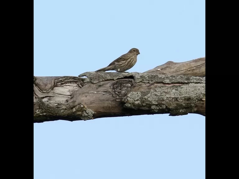 An eastern bluebird at Breakneck Hill Conservation Land in Southborough, photographed by Steve Forman.