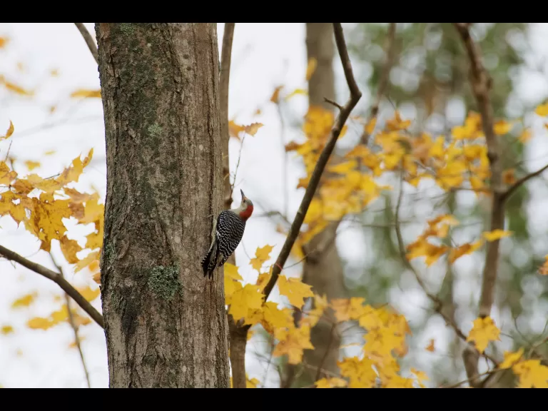 A red-bellied woodpecker at Smith Conservation Land in Littleton, photographed by Gail Sartori.