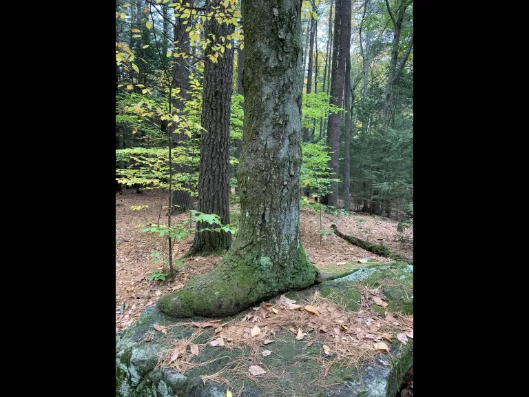 A red squirrel at Yapp CR in Littleton, photographed by Gail Sartori.