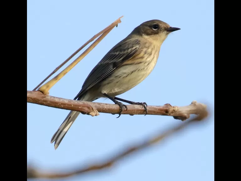 An eastern bluebird at Breakneck Hill Conservation Land in Southborough, photographed by Steve Forman.