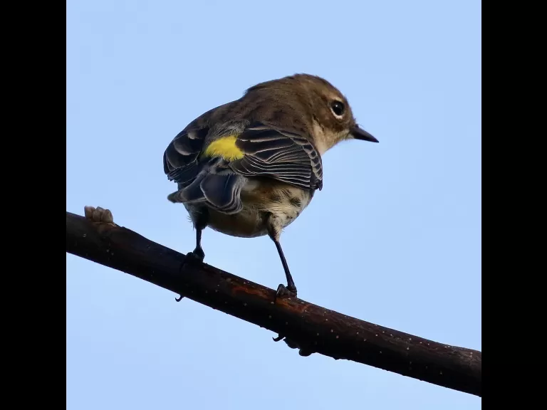 An eastern bluebird at Breakneck Hill Conservation Land in Southborough, photographed by Steve Forman.