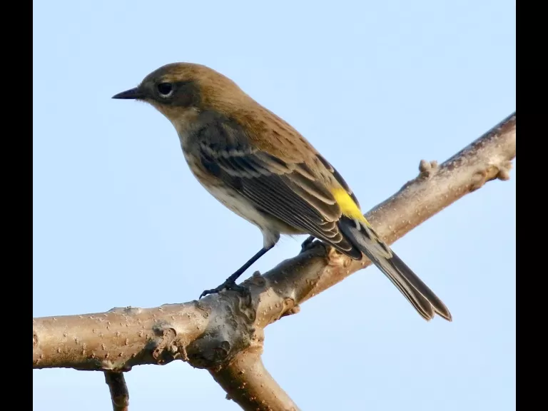An eastern bluebird at Breakneck Hill Conservation Land in Southborough, photographed by Steve Forman.
