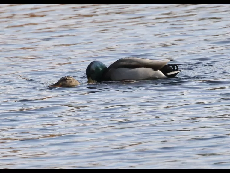 Mallards at Hager Pond in Marlborough, photographed by Steve Forman.