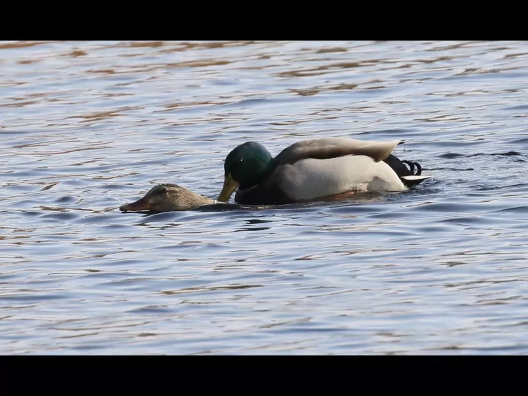 Mallards at Hager Pond in Marlborough, photographed by Steve Forman.