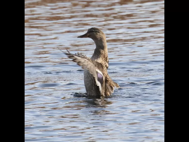 Mallards at Hager Pond in Marlborough, photographed by Steve Forman.