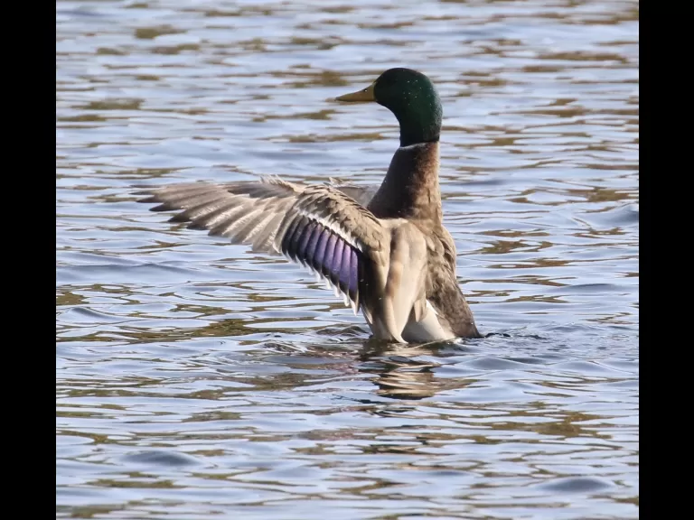Mallards at Hager Pond in Marlborough, photographed by Steve Forman.