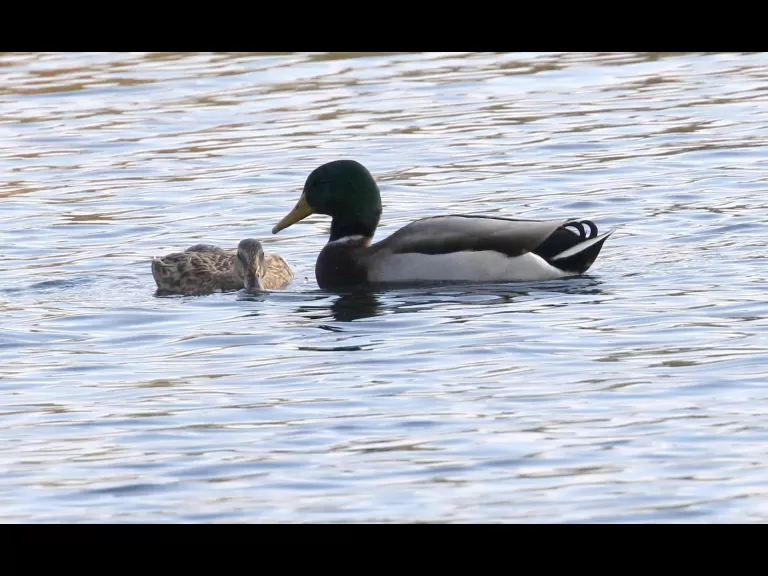 Mallards at Hager Pond in Marlborough, photographed by Steve Forman.