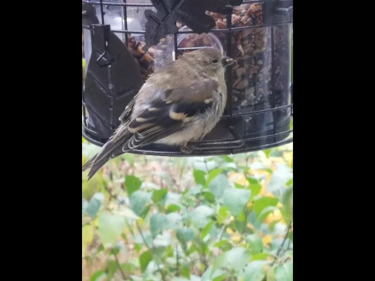 An American goldfinch in Northborough, photographed by Marnie Frankian.