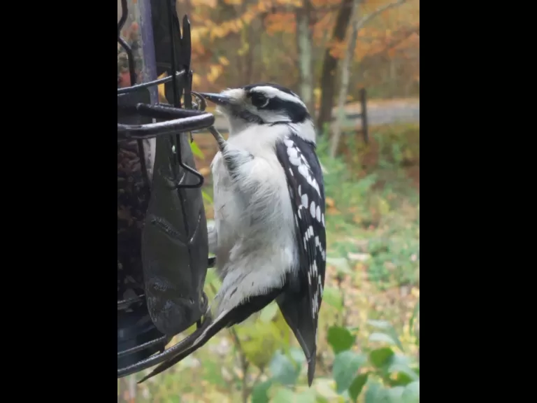 An American goldfinch in Northborough, photographed by Marnie Frankian.