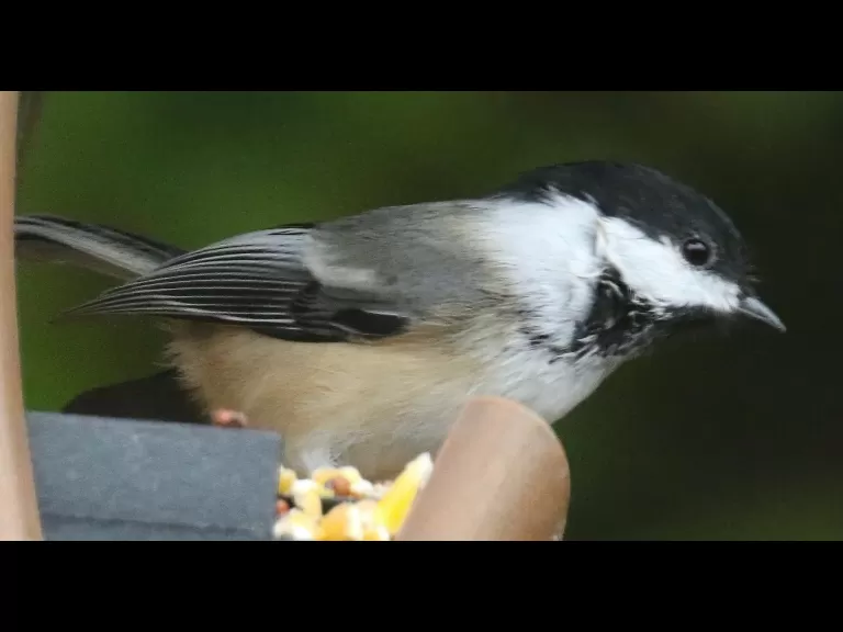 A black-capped chickadee in Framingham, photographed by Steve Forman.