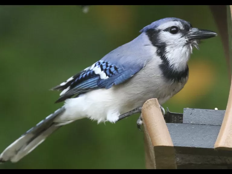 A black-capped chickadee in Framingham, photographed by Steve Forman.